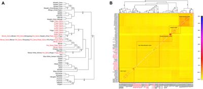 The Genetic Structure and East-West Population Admixture in Northwest China Inferred From Genome-Wide Array Genotyping